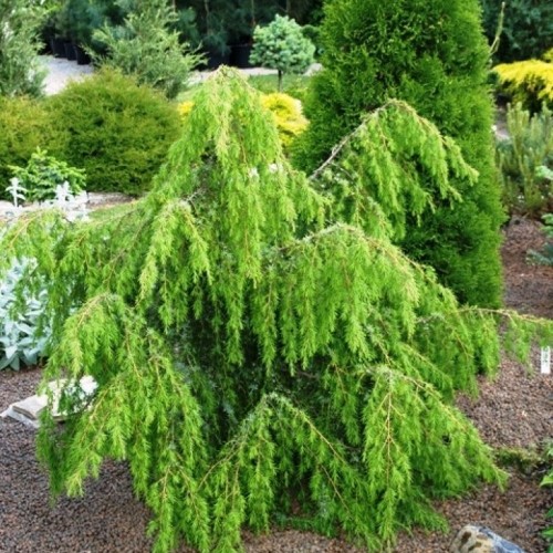 Juniperus virginiana 'Pendula' - Virgiinia kadakas 'Pendula'